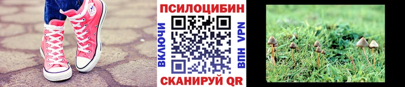 наркошоп  Шарья  Псилоцибиновые грибы Psilocybine cubensis 